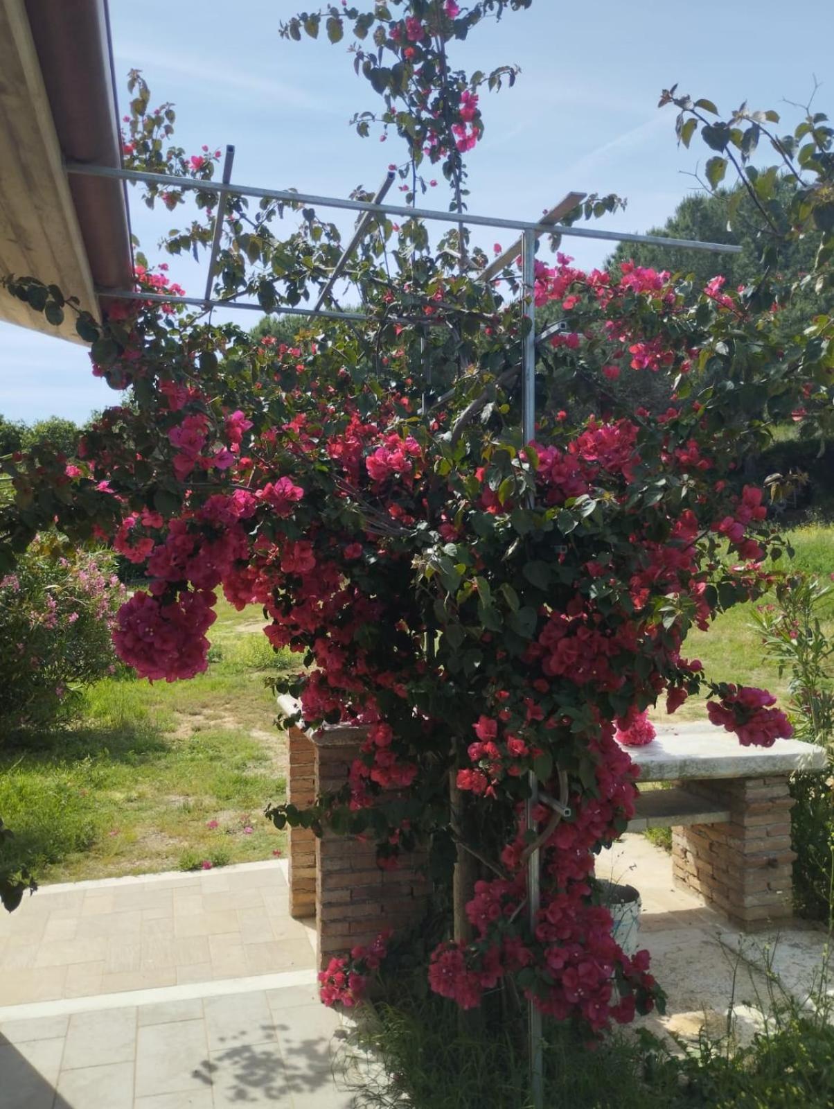 Appartamenti Mirella Capoliveri  Exterior foto